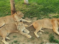 -北京野生动物园