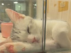 -屋虎猫馆(宝安大仟里店)