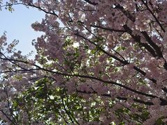 -古柏渡丰乐樱花园