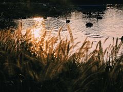 -西山漾湿地公园