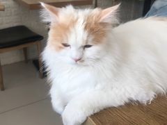 -平行世界·猫咖(首经贸店)