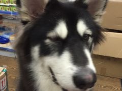 -佳雯宠物医院(四明中路分院)