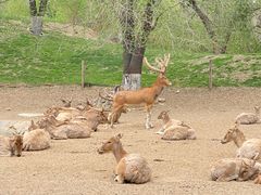 -北京野生动物园