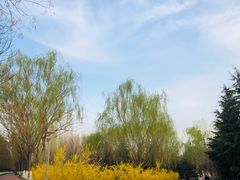 -大兴滨河森林公园