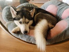 -Husky Go! 哈士奇体验馆·宠物咖啡厅狗咖