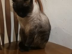 -猫友咖啡店(玉林西路店)