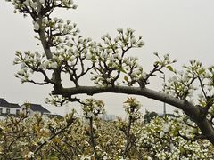 -树山生态村