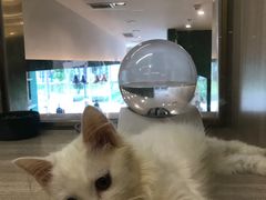 -飞行喵MR PILOT|猫舍·猫咖(静安大融城店)