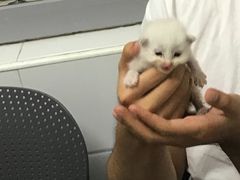 -达爱动物医院·犬猫分区·CT·复杂眼科(远洋山水分院)