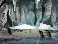 -帝企鹅自助餐厅•儿童岛•真企鹅(长隆企鹅酒店)