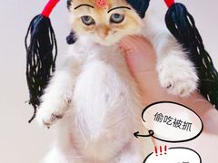 -70cat德文卷毛猫·缅因猫纯种猫舍