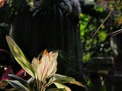 -北京植物园-展览温室