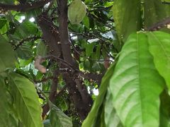 -Belice Chocolate Kingdom