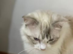 -李小姐の猫咖啡馆(五角场店)