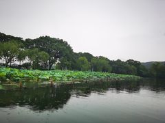 -西湖外事游船(花港观鱼码头)