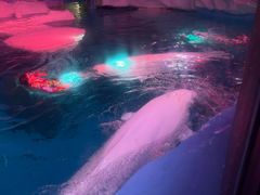 -海合安武汉极地海洋公园