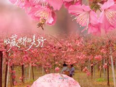 -天适樱花悠乐园