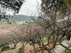 -香雪海