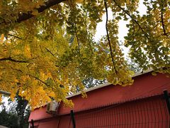 -三里屯东五街银杏大道
