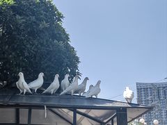 -海合安武汉极地海洋公园