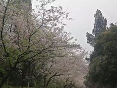 -武汉大学-樱园