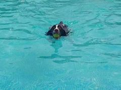 -爪吧宠物乐园 (温榆河示范区店)