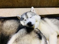 -more than meow吴止猫主题餐厅(承德 中船汇店)