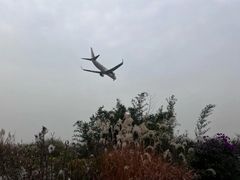 -空港花田景区