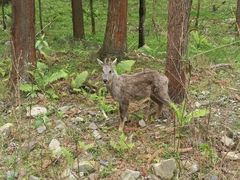-硗碛藏寨·神木垒景区