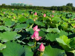 -荷塘月色湿地公园·向阳花洲
