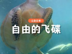 -广东惠东海龟国家级自然保护区