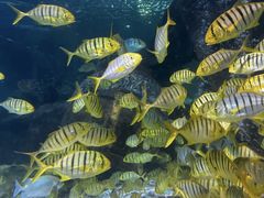 -太平洋海底世界