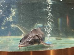 -蜀滋香鲜鱼美蛙火锅(339店)