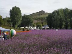 -紫海香堤香草艺术庄园