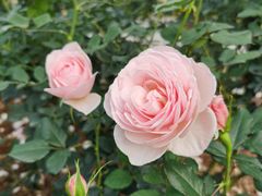 -人民公园(罗湖区)