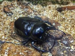 iphone_upload_pic-上海昆虫博物馆