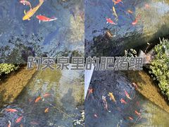-趵突泉景区