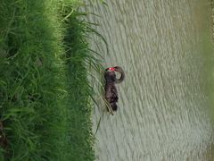 -艾溪湖湿地公园