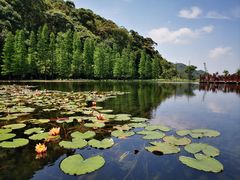 -广州市石门国家森林公园
