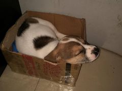 -酷狗靓猫宠物·洗护·美容·寄养(航北路店)