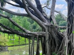 -云溪植物园