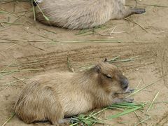 -西霞口神雕山野生动物世界
