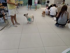 -怪兽屋·羊驼·猫咖·狗咖(俊华广场店)