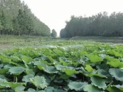 -合肥滨湖国家森林公园