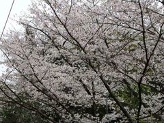 -武汉大学-樱园