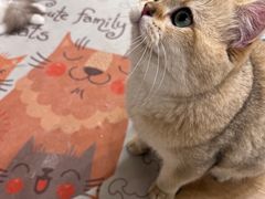 -有喵·猫咖·狗咖·30几只猫10只小狗(岗厦店)