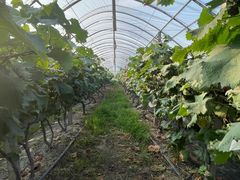 -马陆小张葡萄园农家乐