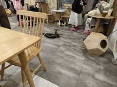-楼上猫咖(罗湖店)