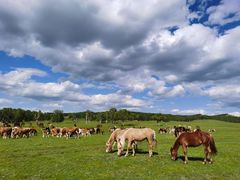 -塞罕坝国家级自然保护区