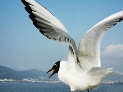 -海埂大坝